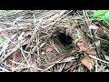 Rain Destroys the Nest and Snake Eats Up Baby Bird (Full Video) – Story of Blue-winged Pitta Family