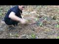 16 year old single mother life in the mountains, harvesting beans, growing vegetables