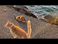 Seagulls surround you when you feed a cat on cat island