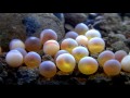 Brown trout spawning mating breeding shedding fish eggs underwater. Нерест форели.