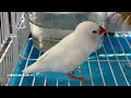 Zebra finch singing beautiful song