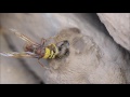 Potter Wasp building Nest