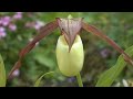 A Wildlife Garden 37 Years In The Making - The Dedicated David Crossley