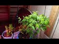 Indoor under stairs garden