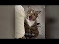 You Laugh You Lose😹Funniest Dogs and Cats 2024😻🐶