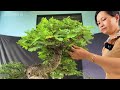 Trần Thi 5/8 #0338053191 bán nhiều loại bonsai Cần Thăng, Hoa Giấy, Sam Nguyệt Me Mận Khế