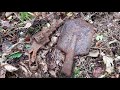 Finds from the Forgotten Wehrmacht Position [WW2 Metal Detecting]