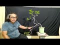 Membuat Bonsai Kemuning dengan liyukan yang extreme