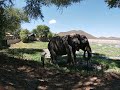 Spirit of Madikwe video #safari - #elephant walk by