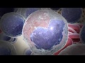 How White Blood Cells Are Formed   YouTube