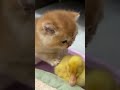 🤣The kitten is deeply in love with the duckling! (Click to watch the full version) #cute #funny