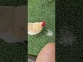 #vlog #trending feeding a chickens