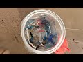 Today top amazing hunting betta| Caught all lovely and beautiful fighting betta fish