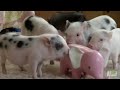 Perfectly Precious Potbelly Pigs | Too Cute!