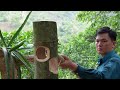 Build a bamboo house to raise white pheasants.  Robert |  Green forest life