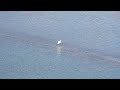 ヘラサギ (4K) / Eurasian Spoonbill