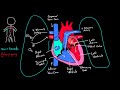 Flow through the heart | Circulatory system physiology | NCLEX-RN | Khan Academy