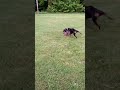 Doberman and French Bulldog versus Racoon