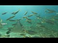 Eagle Rays at the Narrowneck Artificial Reef!