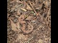 Re-location of adolescent Copper Head. First Venomous snake of the year!