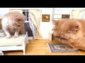 The SMALLEST rescued KITTEN in the World found HOME! Building a HOUSE for cats