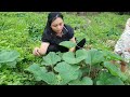 Harvesting cucumbers, caring for watermelons|single mother 16 years old| ly tieu tieu