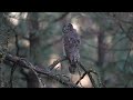 Great Gray Owl Nest - Gray Ghost of the Forest