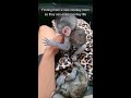 Baby Monkeys🐒 lose whole family to hunters