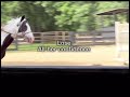 👍#viral #horse #vent #sad #equestrianrider #trending