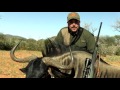 Namibia, South Africa: Blue Wildebeest hunt, plains game: 2016
