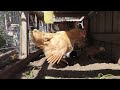 21 minutes of 4 week old chicks and mother hen