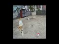 😂😂 Try Not To Laugh Dogs And Cats 🐱😹 Best Funny Animals 2024 #17