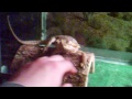 Bearded Dragon Fail