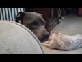 whining dog gets her way