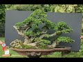 Kumpulan Inspirasi Bonsai Serut