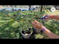 How to Care for a Sunflower - Sunflower More Blooms - Sunflower Care - Sunflower Multiple Blooms