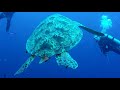 DIVING IN THE SEAS OF INDONESIA   A 90 MINUTE  UNDERWATER RELAXATION VIDEO