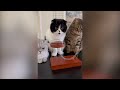 May Funniest Cats and Dogs or Other Animal 2024 😹🐶 Part 1