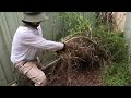 EXTREME OVERGROWN YARD RESTORATION FINALE- MOWING WOODY WEEDS AND MORE