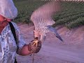 Peregrine Falcon flybys