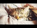 Calming Music for Cats with Anxiety! Deep Soothing Music for Anxious, ill and Stressed Cats!