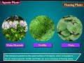 Terrestrial and Aquatic Plants - Science Class 4