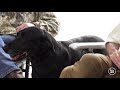 Phil Robertson Says Farewell to the Greatest Retriever That Ever Lived