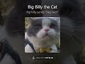 Big Billy the Cat sings 