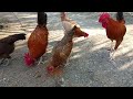Cara Merawat Ekor Lidi Ayam Hias Import Aseel Parrot BLT Dan Tampilan Mesin Penetas Telur Ayam #ayam