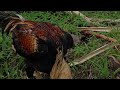 Ayam Bangkok Asli , Ternak Ayam Siam Bangkok Berkualitas Dengan Warna Yang Menarik Posturnya Bagus
