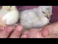 Egg laying chickens | heritage breed | Sussex’s