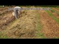 Planting potatoes April 2024, potatoes under hay, growing potatoes without digging, garden under hay