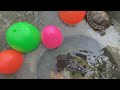Catching Baby Turtles In Surprise Colorful Eggs, Kim Kim Fish, Catfish, Guppies, Angelfish, Koi Fish
