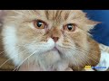 How to clean Cat's Ear at home | Persian cat's ear cleaning | Deworming also done